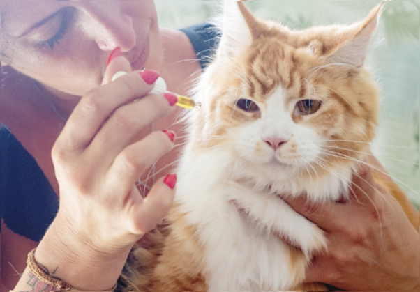 Flea and wormer Treatments